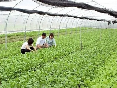 Hải Phòng: Khuyến khích doanh nghiệp đầu tư vào du lịch nông thôn