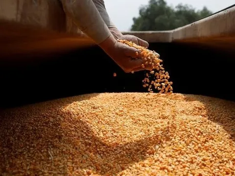 “Ông trùm” nông sản mới của thế giới bất ngờ tăng xuất khẩu loại hạt giá rẻ đến Việt Nam, sản lượng tăng gần 400% trong 9 tháng