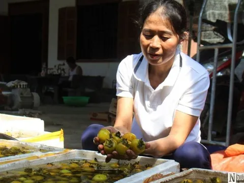 Vựa hồng trăm tuổi ở xứ Nghệ được giá nhưng khan hiếm hàng