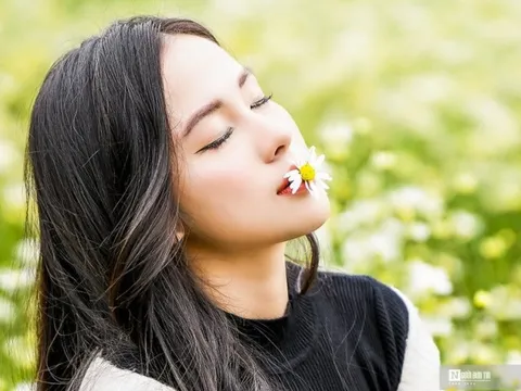 Thiếu nữ khoe dáng bên cúc họa mi đầu mùa