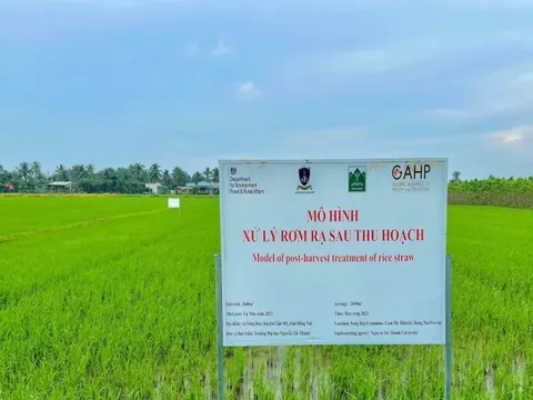 Phát triển chế phẩm vi sinh xử lý rơm rạ sau thu hoạch tại đồng ruộng