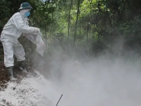 Dịch tả lợn Châu phi tiếp tục lây lan rộng ở Bắc Kạn