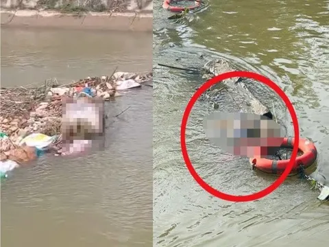 Nghệ An: Xác lợn vứt bừa bãi xuống sông giữa tâm dịch tả lợn châu Phi