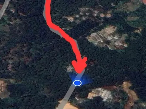 Thừa Thiên-Huế: Cận cảnh những cây thông khoảng 20 tuổi bị chặt hạ rồi vùi lấp gốc