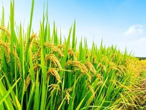 Mất 2 năm tìm hiểu đánh giá, Ngân hàng Hà Lan quyết định cấp 90 triệu USD cho một DN lúa gạo lớn Việt Nam