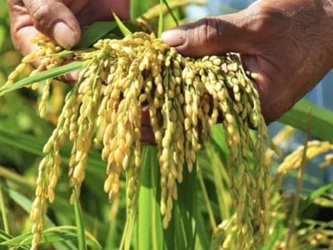 Nghịch lý ngành gạo: Giá tăng kỷ lục, doanh nghiệp càng khó khăn