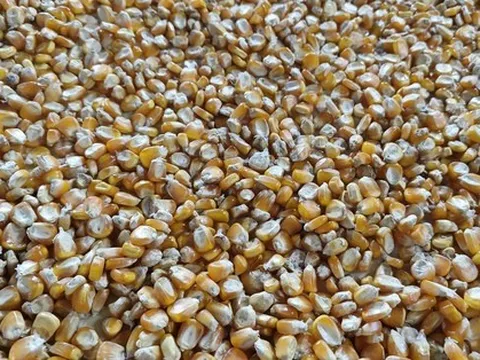 Việt Nam chi gần 5 tỉ USD nhập khẩu bắp, lúa mì, đậu nành để làm gì?