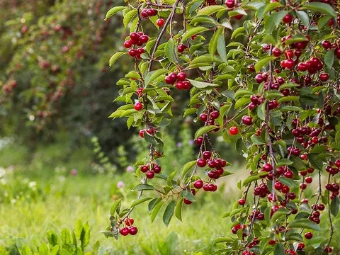 Loại quả ngọt tự nhiên nhưng chỉ số đường huyết cực thấp, tốt cho người tiểu đường: Bổ tim, giảm huyết áp hiệu quả ít ai biết