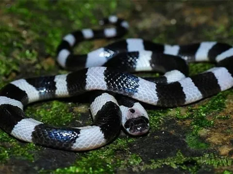 Chữa rắn cạp nia cắn bằng đắp thuốc nam, trẻ 10 tuổi nguy kịch