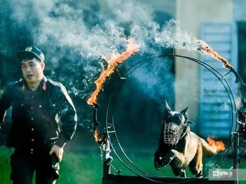 Mãn nhãn xem cảnh khuyển vượt rào lửa, tìm ma túy