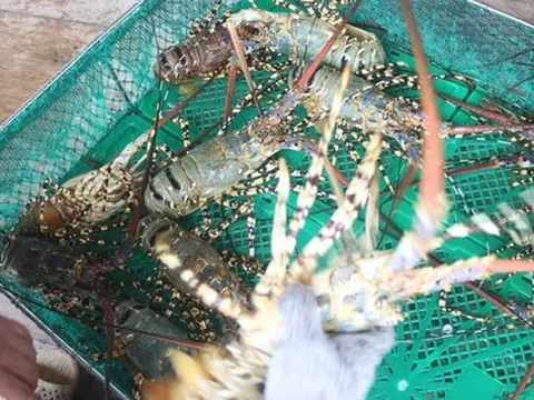 Chưa biết vì sao tôm hùm bông sống khó xuất khẩu sang Trung Quốc