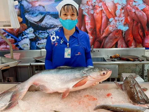 Co.opmart, Co.opXtra chính thức phân phối cá tra dầu “báu vật sông Mekong”