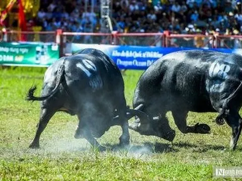 Hải Phòng: Tổng kết Lễ hội chọi trâu Đồ Sơn năm 2023