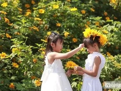 Dã quỳ phủ sắc vàng rực rỡ