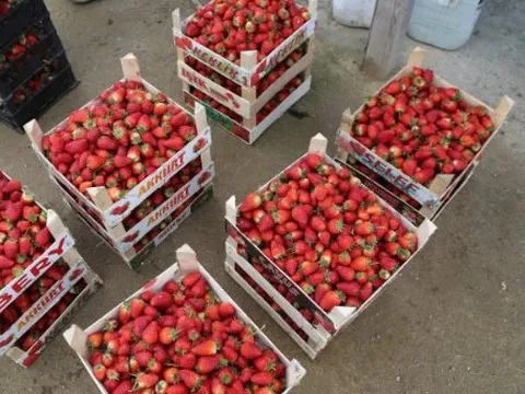 Hàng 'cây nhà lá vườn' của Việt Nam được Trung Quốc săn lùng gấp 3 lần kể từ đầu năm: Thu về hàng tỷ USD, đi đến đâu được ưa chuộng đến đó