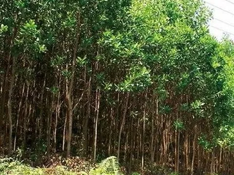 Hà Tĩnh: Phát hiện thi thể đã phân huỷ trong rừng tràm