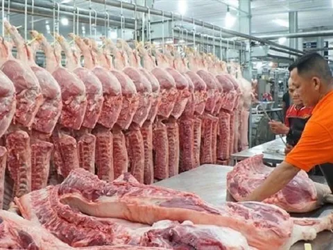 Giá lợn hơi “đảo chiều”: Những con số và dự báo trong thời gian tới