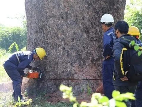 “Cụ cây” 100 tuổi, 6 người ôm không hết ở công viên TPHCM bị chặt bỏ
