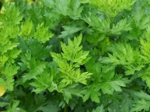 Tại sao lá ngải cứu được gọi là vua của các loại thảo mộc?