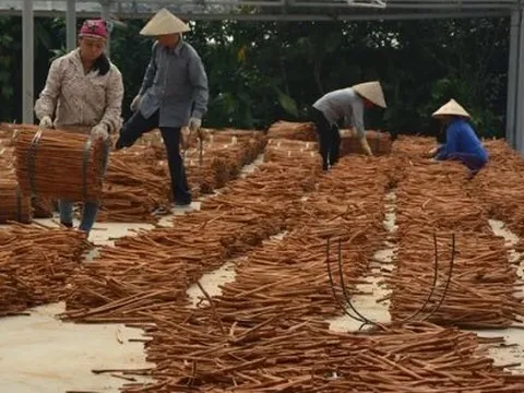 Việt Nam sở hữu 'báu vật' nông sản cực hiếm trên thế giới: Xuất khẩu 35% thị phần toàn cầu, thu về trăm triệu USD trong 10 tháng đầu năm