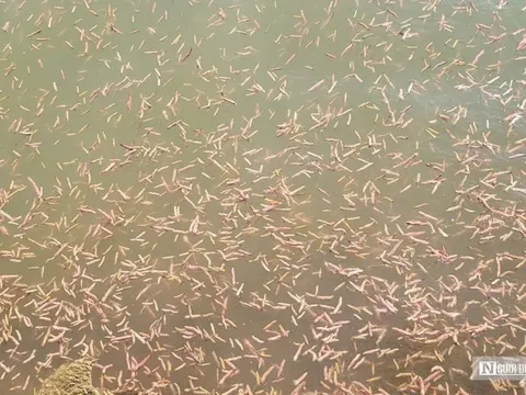 Hải Phòng: Vớt “lộc trời” thu hàng trăm triệu mỗi ngày