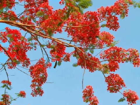 Bài thơ Hoa học trò của nhà giáo Vũ Bích Huệ