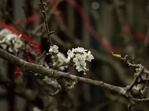 Chưa đến Tết, hoa lê bất ngờ xuất hiện giữa Hà Nội