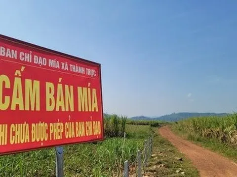 Xã cắm biển “CẤM BÁN MÍA” do dân tự trồng trên đất nhà