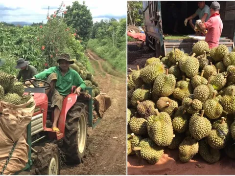 Loại quả lần đầu mang về cho Việt Nam tới 1,3 tỷ USD, được người dân Trung Quốc săn lùng mua hết