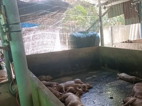 8/11 huyện, thành thị ở Tiền Giang đã xảy ra bệnh tả heo Châu Phi