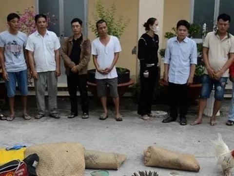Kiên Giang: Triệt xóa tụ điểm đá gà và lắc tài xỉu ăn tiền