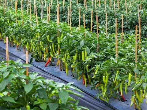 Loại quả ‘vàng treo trên cây’ của Việt Nam được Trung Quốc và Lào ráo riết săn lùng: Xuất khẩu tăng mạnh 120% trong 10 tháng, nước ta có sản lượng hàng chục nghìn tấn mỗi năm