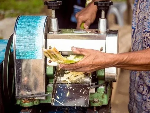 "Thang thuốc quý" của Việt Nam khiến 98% người Hàn Quốc khen ngon không biết chán, Mỹ và châu Âu liên tục xếp hàng săn đón dù giá cao giật mình