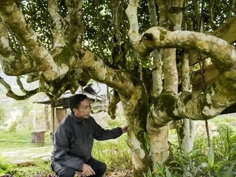 Ngắm cây chè shan tuyết cổ thụ, trả giá 6 tỷ không bán
