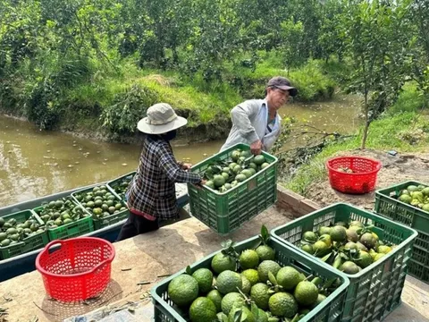 ĐBSCL chủ động ứng phó hạn mặn, thích ứng sản xuất