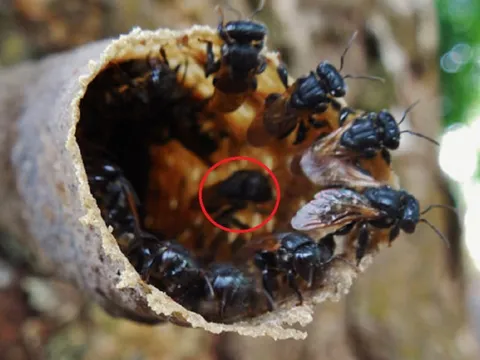 Anh nông dân miệt mài làm tổ "lạ", nuôi loài vật cho thu nhập cao