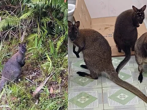 Tương lai nào cho 3 con chuột túi đang nhốt tạm tại nhà vệ sinh ở Cao Bằng?