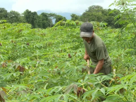 Đồng bào miền núi Quảng Trị thoát nghèo nhờ sắn