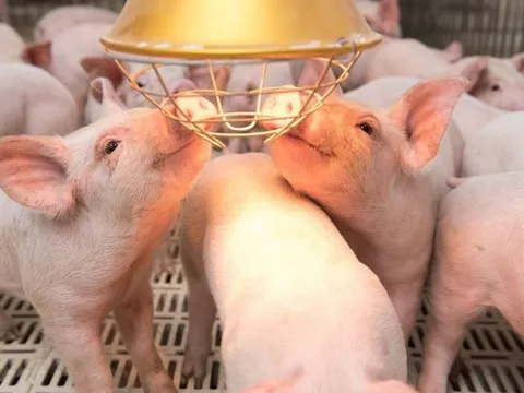 Nhập lậu động vật vẫn diễn ra phức tạp, Thủ tướng yêu cầu chấm dứt