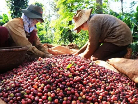 Nắm bắt thị trường, giá xuất khẩu cà phê được dự báo sẽ tăng đến tháng 4/2024