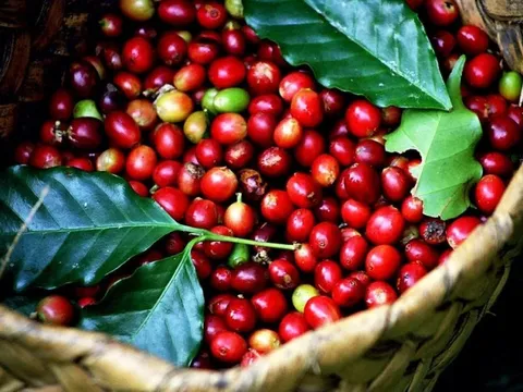 Thủ tướng Chính phủ chỉ đạo về phát triển ngành cà phê và ngành tôm