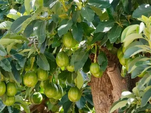 Sau gạo, một loại trái cây cũng đang rơi vào khủng hoảng do hạn hán - Việt Nam sắp trúng lớn khi sở hữu sản lượng hàng chục nghìn tấn mỗi năm