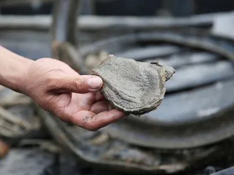 'Báu vật nước mặn' của Việt Nam được Mỹ, Trung Quốc cực ưa chuộng: Xuất khẩu tăng mạnh, thu về hơn 11 triệu USD sau 10 tháng
