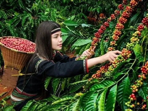 Một mặt hàng Việt Nam có thể đạt mức giá cao nhất lịch sử nhưng vì sao bị dự đoán lượng xuất khẩu giảm?