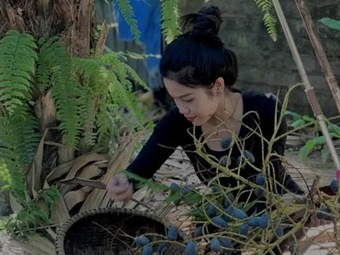 'Lên đời' nhờ loài cây mọc hoang trở thành món đặc sản