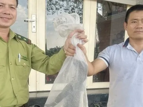 Người đàn ông ở TP.HCM phát hiện con vật quý hiếm đang bò kiếm ăn trên bờ kênh