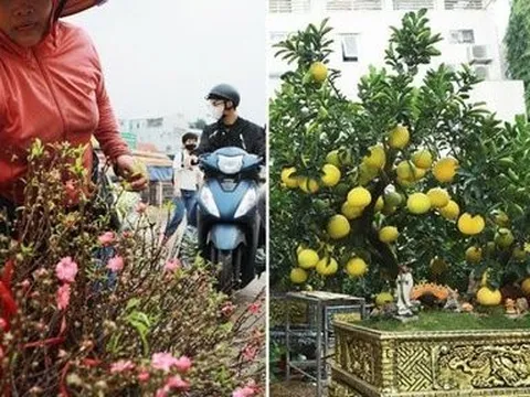 Ngỡ ngàng đào, bưởi cảnh xuống phố đón Tết sớm