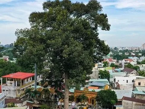Đồng Nai: Ngắm cây Dầu hơn 300 năm tuổi được công nhận Cây di sản