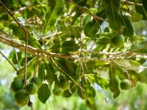 Việt Nam sở hữu loại hạt đắt nhất thế giới mà toàn cầu đang ‘thèm khát’: Trên 3 năm mới được thu hoạch, Mỹ, Nhật, Hàn Quốc đều săn đón