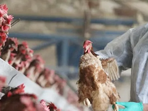 Bộ Y tế cảnh báo nguy cơ lây nhiễm cúm gia cầm dịp cuối năm